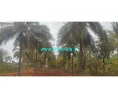 7 Acres Coconut and Areca Farm Land for Sale near Yediyur Main Road.