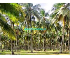 3 acres coconut farm for Sale near Pollachi