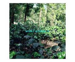 2 acre well maintained Arabica plantation sale in Chikmagalur